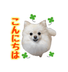 ポメラニアン★ラナ＆ルナ（個別スタンプ：3）