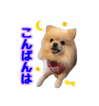 ポメラニアン★ラナ＆ルナ（個別スタンプ：4）