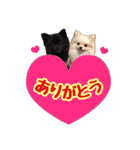 ポメラニアン★ラナ＆ルナ（個別スタンプ：7）