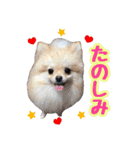 ポメラニアン★ラナ＆ルナ（個別スタンプ：12）