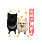 ポメラニアン★ラナ＆ルナ（個別スタンプ：15）