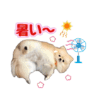 ポメラニアン★ラナ＆ルナ（個別スタンプ：19）