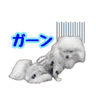 ポメラニアン★ラナ＆ルナ（個別スタンプ：24）