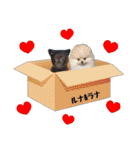 ポメラニアン★ラナ＆ルナ（個別スタンプ：31）