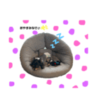 パルムの日常★（個別スタンプ：5）