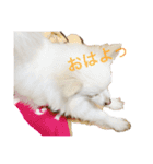 ぽめわんこ2（個別スタンプ：3）