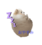 ぽめわんこ2（個別スタンプ：4）