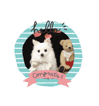 ぽめわんこ2（個別スタンプ：5）