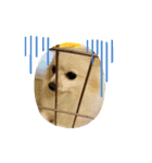 ぽめわんこ2（個別スタンプ：8）