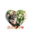 黒豆柴ゆずのスタンプパート2（個別スタンプ：1）