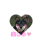 黒豆柴ゆずのスタンプパート2（個別スタンプ：5）