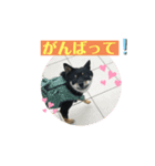 黒豆柴ゆずのスタンプパート2（個別スタンプ：6）