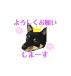 黒豆柴ゆずのスタンプパート2（個別スタンプ：7）
