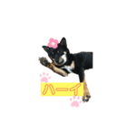 黒豆柴ゆずのスタンプパート2（個別スタンプ：8）