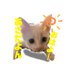 我が家の愉快na仲間たち。（個別スタンプ：7）