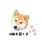 柴犬うめの日常編②（個別スタンプ：1）