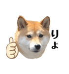 柴犬うめの日常編②（個別スタンプ：2）