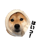 柴犬うめの日常編②（個別スタンプ：3）