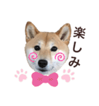柴犬うめの日常編②（個別スタンプ：4）