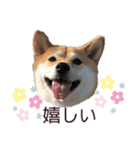 柴犬うめの日常編②（個別スタンプ：5）