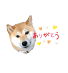 柴犬うめの日常編②（個別スタンプ：6）
