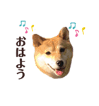 柴犬うめの日常編②（個別スタンプ：7）