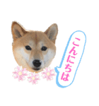 柴犬うめの日常編②（個別スタンプ：8）