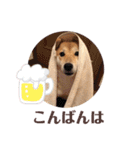 柴犬うめの日常編②（個別スタンプ：9）