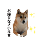 柴犬うめの日常編②（個別スタンプ：10）
