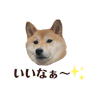 柴犬うめの日常編②（個別スタンプ：11）