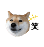 柴犬うめの日常編②（個別スタンプ：12）