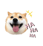 柴犬うめの日常編②（個別スタンプ：13）
