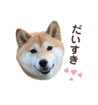 柴犬うめの日常編②（個別スタンプ：14）