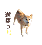 柴犬うめの日常編②（個別スタンプ：16）