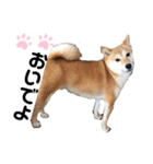 柴犬うめの日常編②（個別スタンプ：17）