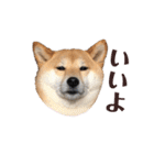 柴犬うめの日常編②（個別スタンプ：18）