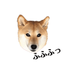 柴犬うめの日常編②（個別スタンプ：19）