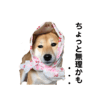 柴犬うめの日常編②（個別スタンプ：20）
