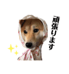 柴犬うめの日常編②（個別スタンプ：21）