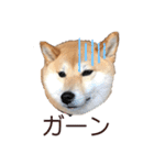 柴犬うめの日常編②（個別スタンプ：22）
