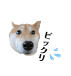 柴犬うめの日常編②（個別スタンプ：23）