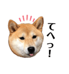 柴犬うめの日常編②（個別スタンプ：24）