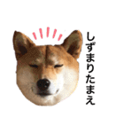柴犬うめの日常編②（個別スタンプ：25）