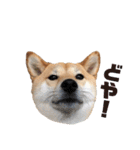柴犬うめの日常編②（個別スタンプ：26）
