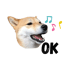 柴犬うめの日常編②（個別スタンプ：27）
