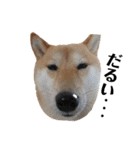 柴犬うめの日常編②（個別スタンプ：29）