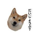 柴犬うめの日常編②（個別スタンプ：30）