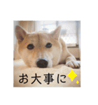 柴犬うめの日常編②（個別スタンプ：31）