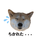 柴犬うめの日常編②（個別スタンプ：32）