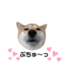 柴犬うめの日常編②（個別スタンプ：33）